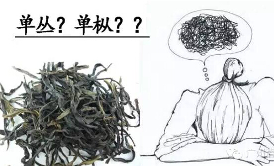 单丛还是单枞？单枞还是单丛？竟然99%的人傻傻分不清楚！