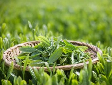 20131202172242-1883404519