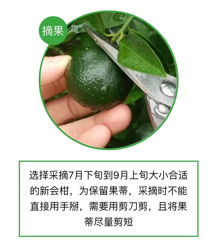 火成“小心肝”的“小青柑”,不知道这些,你就OUT啦!