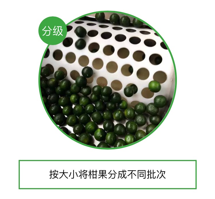 火成“小心肝”的“小青柑”,不知道这些,你就OUT啦!